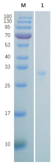 Reducing 12% SDS-PAGE analysis profile of purified AGP22 (CBB stained)